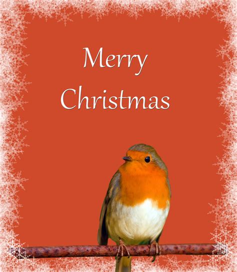 Christmas Card Robin Snowflakes Free Stock Photo Public Domain Pictures