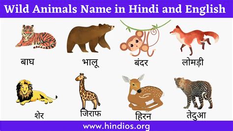 50 Wild Animals Name In Hindi And English जंगली जानवरों के नाम चित्र