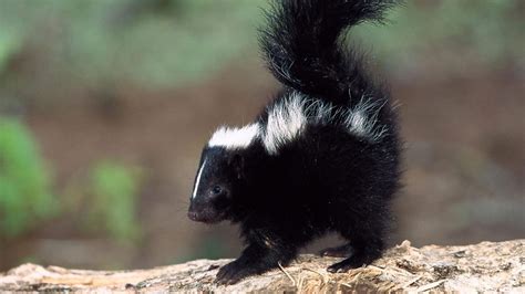 Skunks Wallpapers Wallpaper Cave