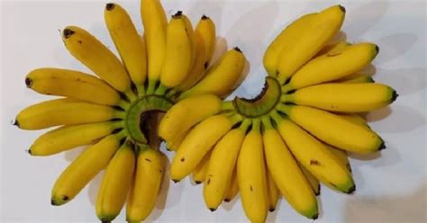 Jenis pisang orinoco sebagian besar sudah ditanam di california sebagai tanaman lansekap dan buahnya yang memiliki rasa lezat sering diabaikan. 9 Jenis-Jenis Pisang di Indonesia dan Aneka Olahan Makanannya