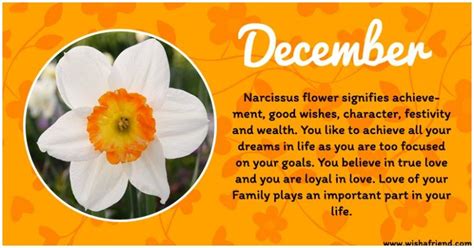 Everything You Need To Know About Birth Flower For December Birth