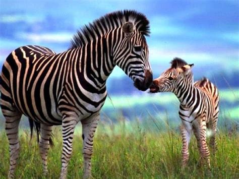 Cute Baby Zebra Wallpapers Top Free Cute Baby Zebra Backgrounds