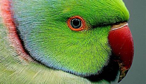 How to tell the gender of a parakeet | Budgies & more! - Psittacology