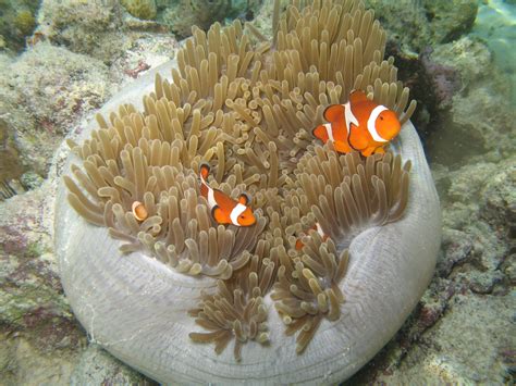 Free Images Nature Underwater Coral Reef Invertebrate