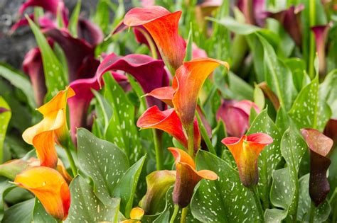 Calla Lily Division When And How To Divide A Calla Lily Plant