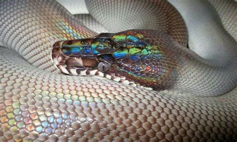 Black White Lipped Python Wow That Head Pet Snake