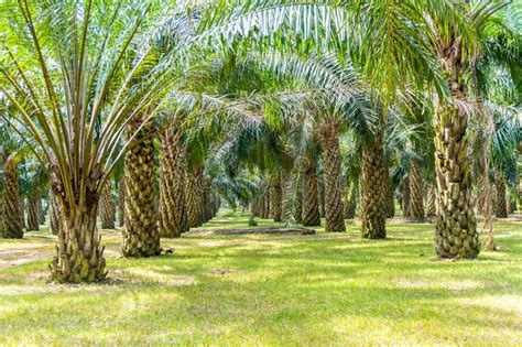 Palm Oil Tree Stock Image Image Of Vegetable Palm Seed 56712043