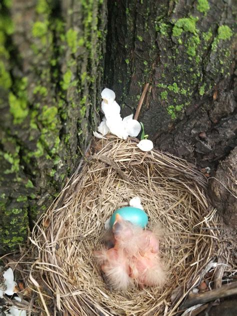 A Baby Bird In Its Nest Smithsonian Photo Contest Smithsonian Magazine