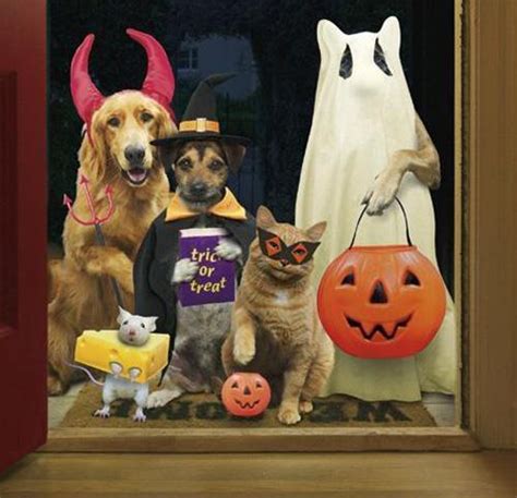 Halloween Its Gone To The Dogsand Catsand Mice