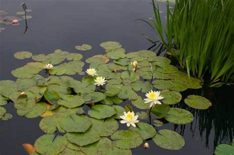 Tips For Growing Water Lilies Horticulture