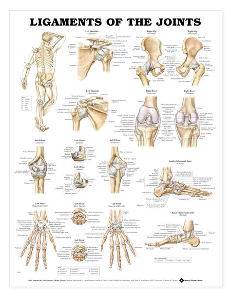 This framework consists of many individual bones and cartilages. Ligaments Anatomy Poster | Ligaments Anatomical Chart Company