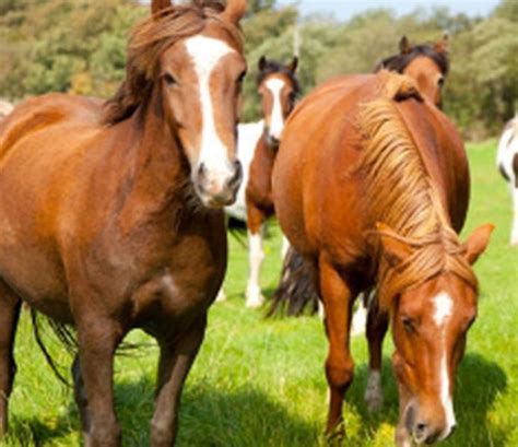 They are high today and will be higher in the near future. Protection for your Horse's Health: Horse Insurance ...
