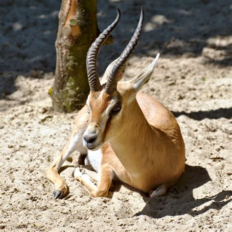Dorcas Gazelle 10 Most Adaptive And Sturdy Sahara Desert Animals 10