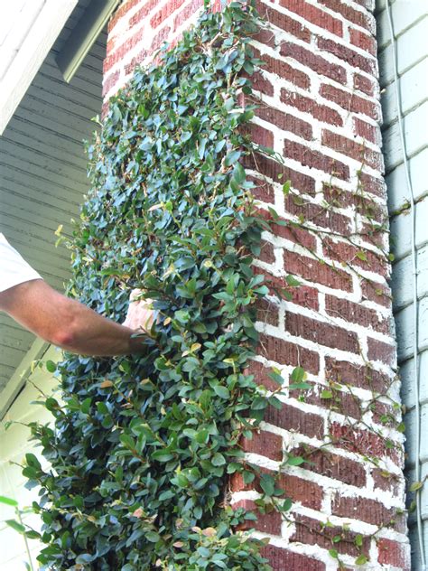 Read the plant tag to determine your plant's needs. How to Trim Creeping Fig - Miss Smarty Plants