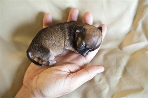 Worlds Smallest Puppy With 1 Ounce Born On 10 March 2012 Hot Celebs
