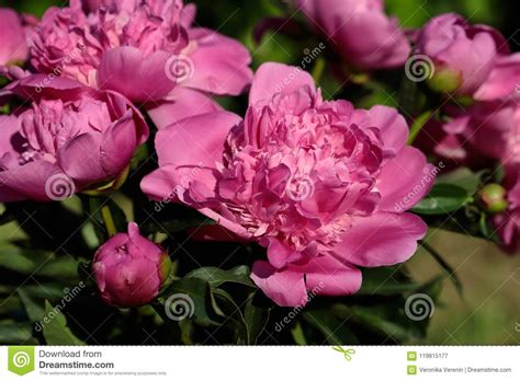 Pink Peony Paeony Flower In The Spring Garden Stock Image Image Of