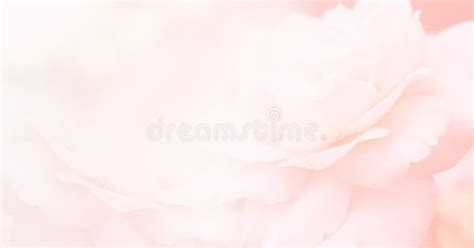Pink Rose Petals On Abstract Blur Romance Background Soft Pink Pastels