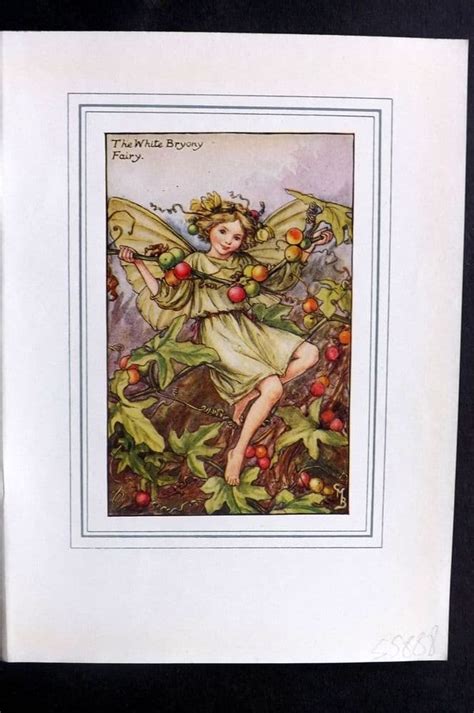 Cicely Mary Barker C1930 Flower Fairy Print White Bryony