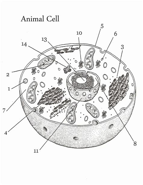 Plant Cell Diagram Drawing Easy Animal Cell Animal Cell Structure
