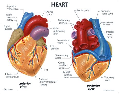 Human Anatomy Heart Model 2 Parts With Stand And Key Card Gpi 250