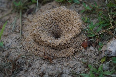 Ants In The Garden • Florida Wildlife Federation