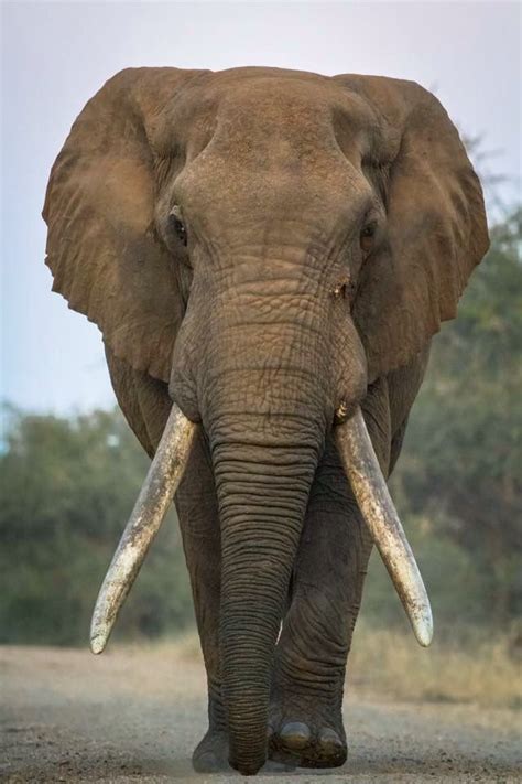 Majestic Majestic Animals Elephant Wild Elephant