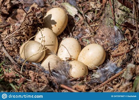Eggs Of A Wild Hazel Grouse In A Nest On The Ground In The Woods Stock