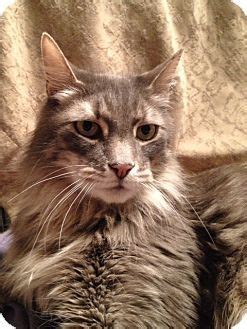 We did not find results for: Maine Coon Cats For Adoption In Maryland