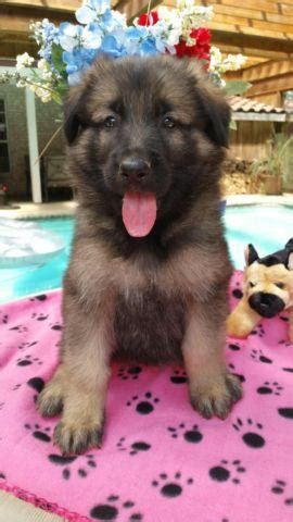 In this article, we take a look at whether coat color can the best way to ensure that your sable german shepherd puppy has a winning personality and a healthy life is to work with a responsible breeder. Gorgeous Silver Sable German Shepherd Puppy for Sale in Shepherd, Texas Classified ...