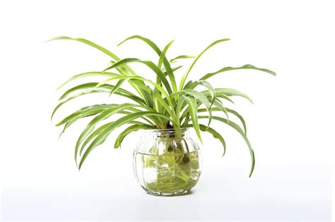 Maybe you would like to learn more about one of these? Growing A Spider Plant In Water - Leaving Rooted Spider ...