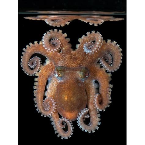 Census Of Marine Life Pictures Of New Ocean Species Discovered