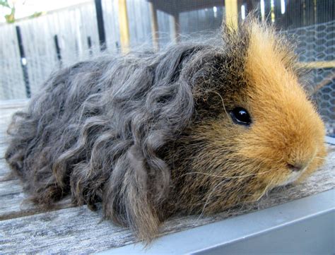 Cute long haired baby guinea pig ready now.boy. All Things Guinea Pig: Breeds and Varieties