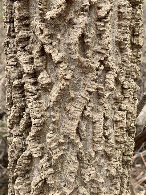 Bark Of A Hackberry Tree Rmildlyinteresting