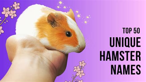 Top 50 Unique Hamster Names Youtube