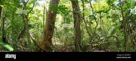 Interior Of Lowland Tropical Rainforest Panorama With Lianas In The