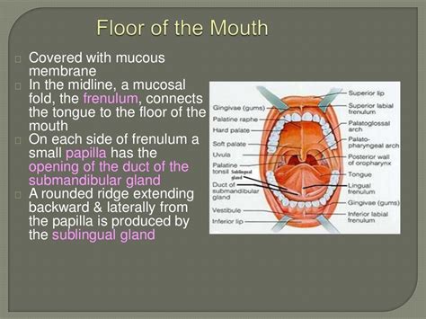 Anatomy Of The Oral Cavity Proper