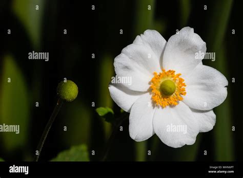 White Flower With Yellow Centre Stock Photo Alamy