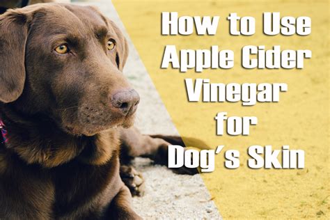 Your skin gets dry and itchy in reaction to something around you like cigarette smoke, perfume, or pollen. Using Apple Cider Vinegar for Dogs Skin | Natural Itchy ...