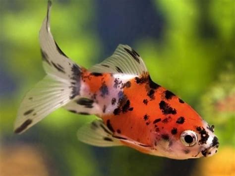 Shubunkin Goldfish Shubunkin Goldfish Goldfish Fantail Goldfish