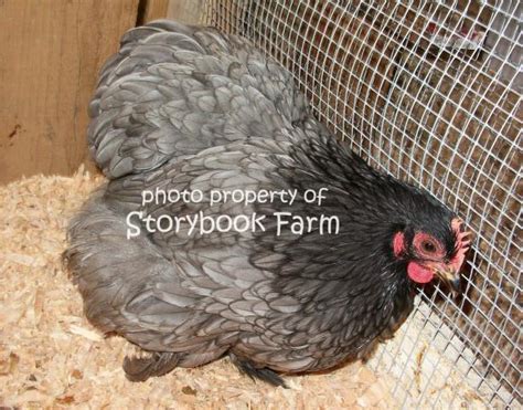 Bantam Cochins Backyard Chickens Learn How To Raise Chickens