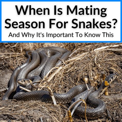 When Is Mating Season For Snakes And Why Its Important My Snake