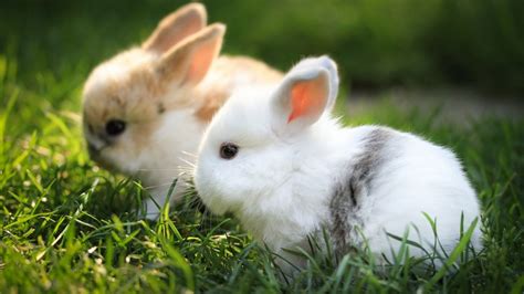 Cute white and brown bunnies in the green grass