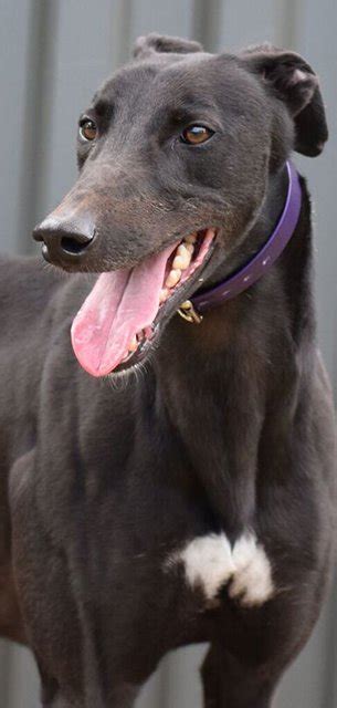 Please check this page frequently as it is updated often. Racing and Wagering Western Australia | Greyhounds as Pets