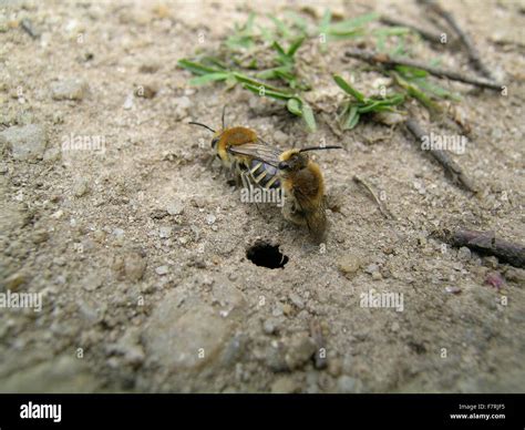 Ground Nesting Bees Colletes Succinctus Mating Near Nest Hole