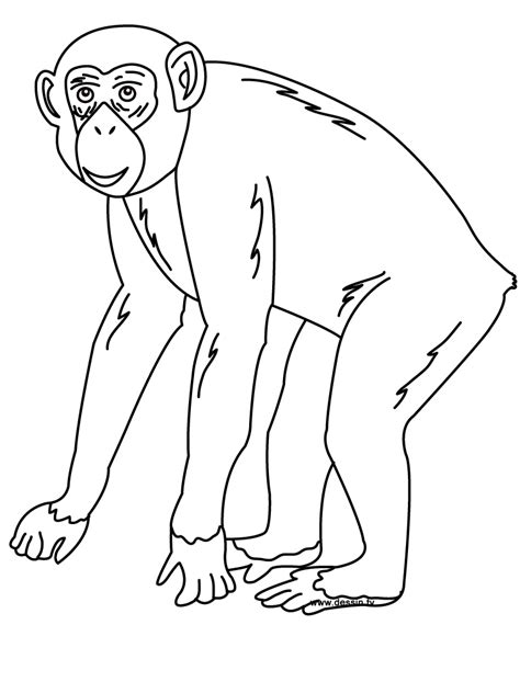 Chimpanzee Animals Free Printable Coloring Pages