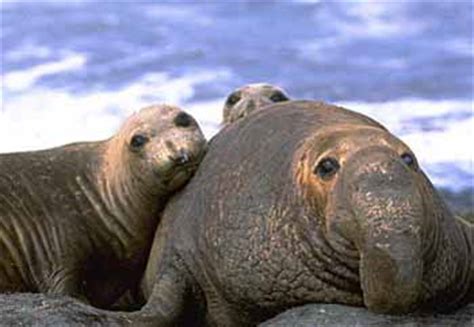 The latest tweets from seal (@seal). Discover Elephant Seals on California's Central Coast