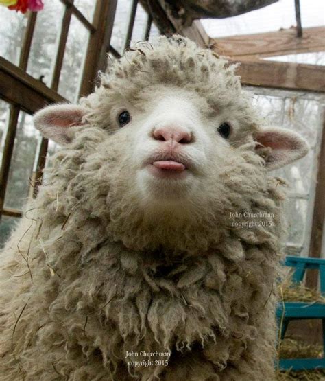Best 25 Funny Sheep Ideas On Pinterest Cute Sheep Sheep And Funny