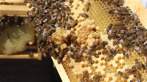 Wo Leben Bienen Da Sind Honig Und Wildbienen Zuhause