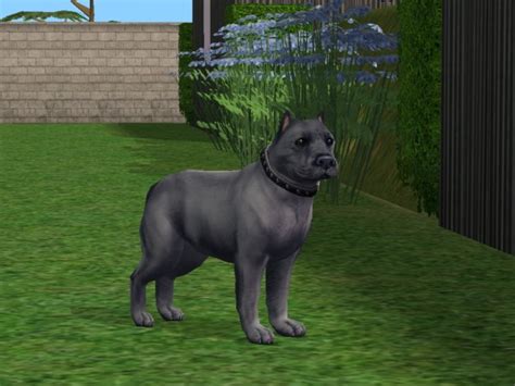 Mod The Sims Comet Blue Pitbull