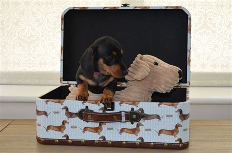 Dachshunds (mini), labrador retrievers, labradoodles, golde. Miniature Dachshund Puppies For Sale | Colorado Springs ...